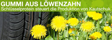 Löwenzahn.jpg